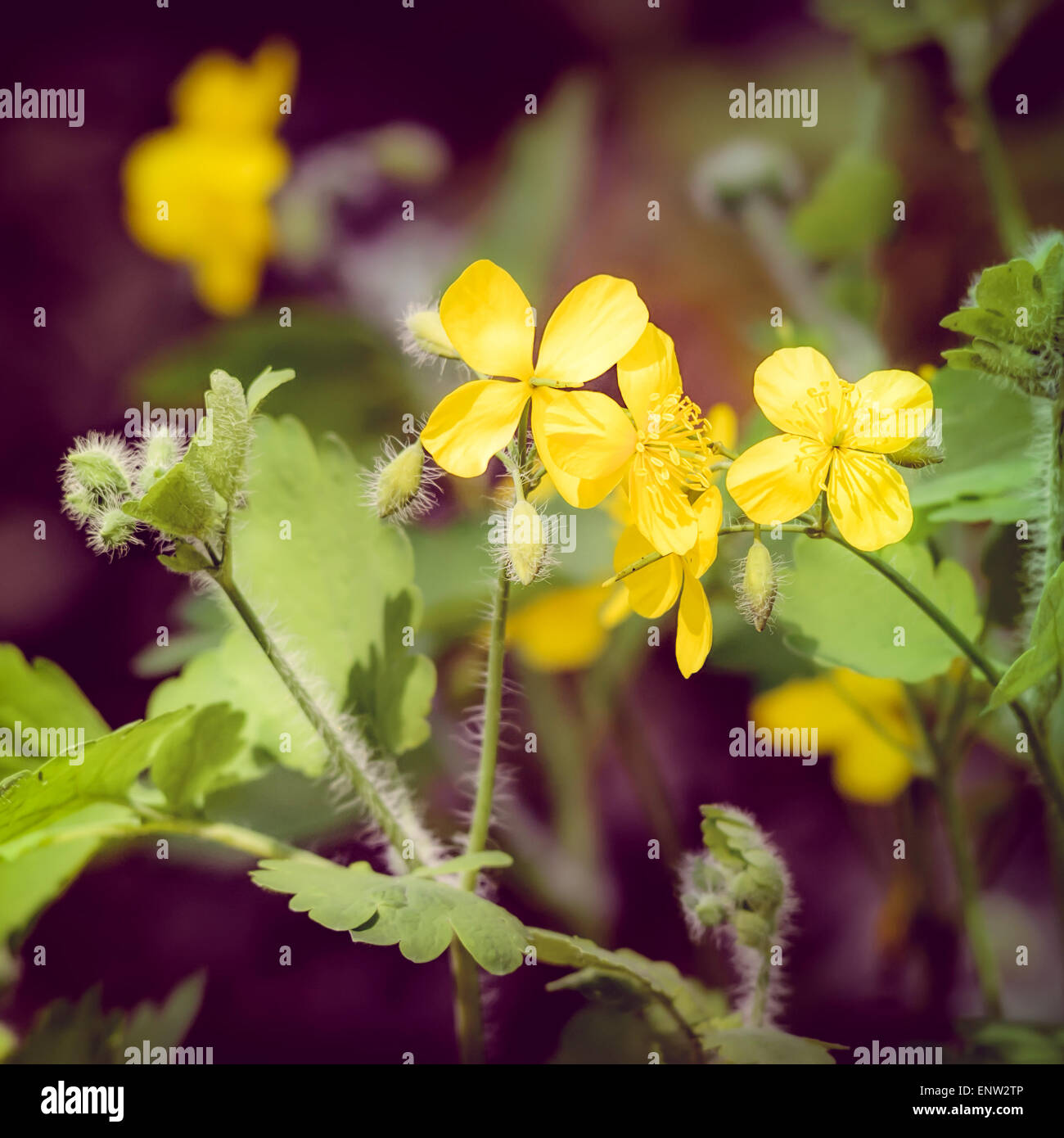 Gelbe Chelidonium Blumen am Rande des Waldes mit Instagram-Effekt Stockfoto
