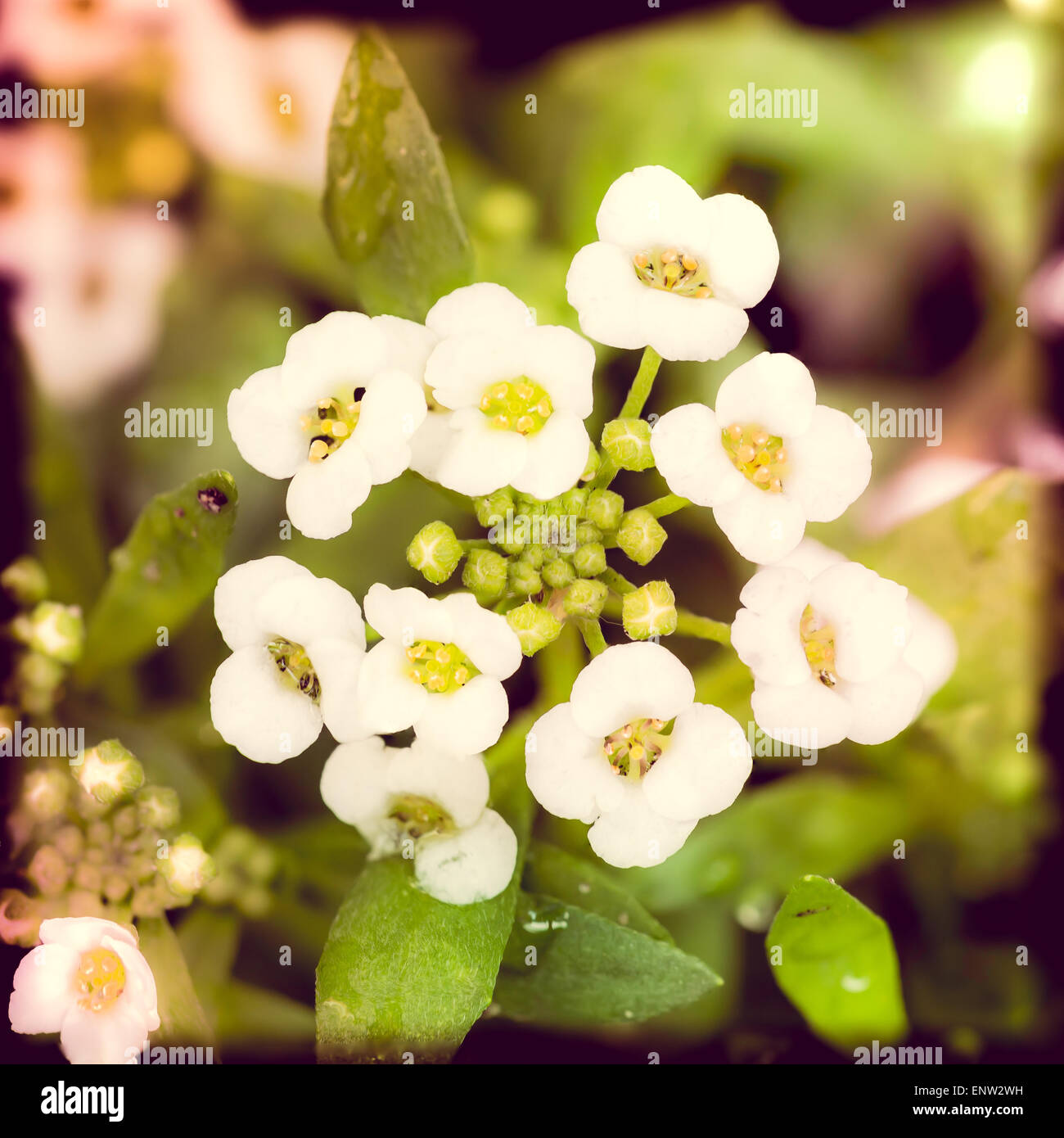 Wenig rosa Blüten mit vier Blütenblättern in einem Garten, mit Instagram-Effekt Stockfoto