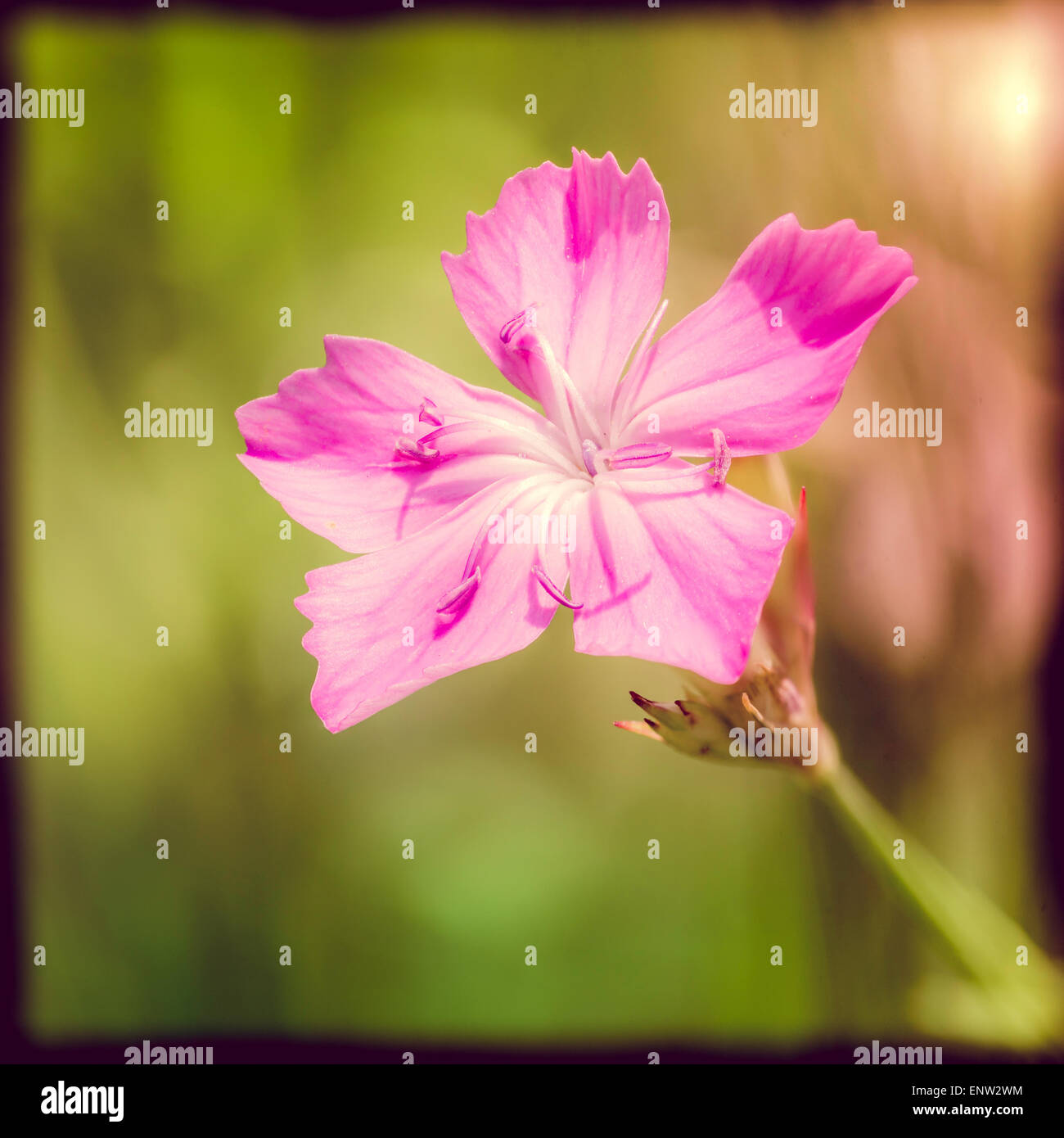 Deptford Pink oder Dianthus Armeria in einer grünen Wiese unter die warme Frühlingssonne mit Instagram-Effekt Stockfoto