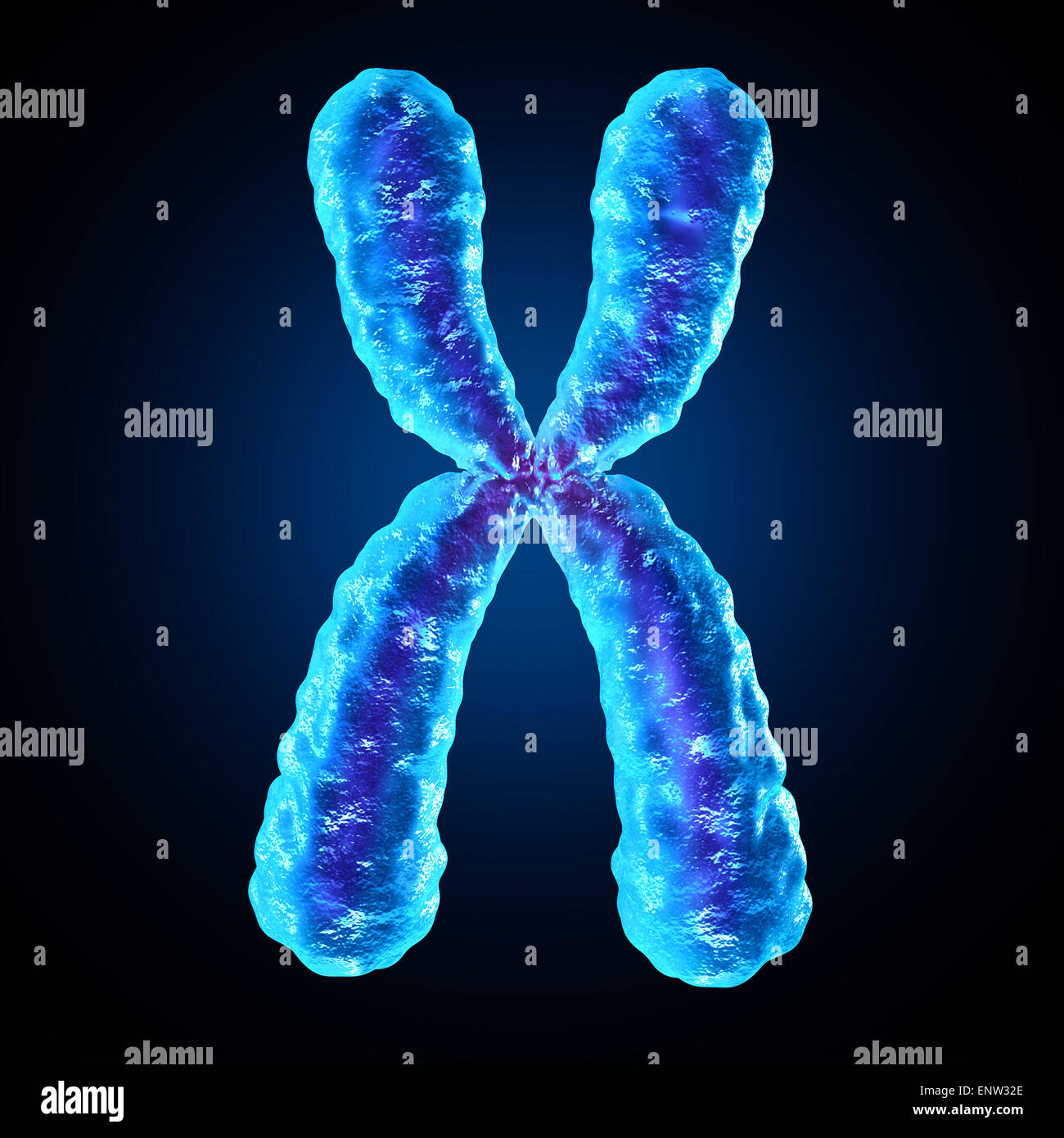Chromosom als eine menschliche Biologie x Struktur mit Dna genetische Informationen als medizinische Symbol für Gen-Therapie oder Mikrobiologie-Genetik-Forschung. Stockfoto