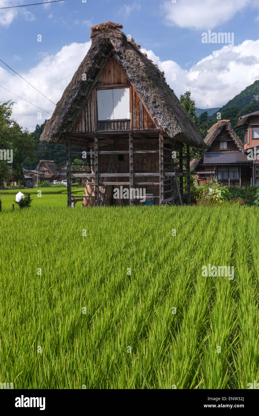 Reis-Feld in die historischen Dörfer von Shirakawa-Gō und Gokayama ein traditionelles Dorf bekannt als Gasshō-Zukuri Baustil. Stockfoto