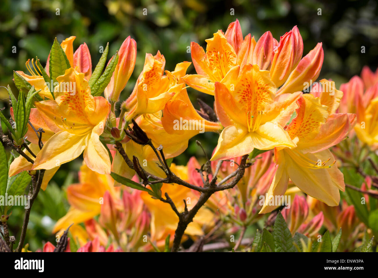 Mai-Blumen der sommergrüne Azalee, Rhododendron "Sonnenstrahl" Stockfoto
