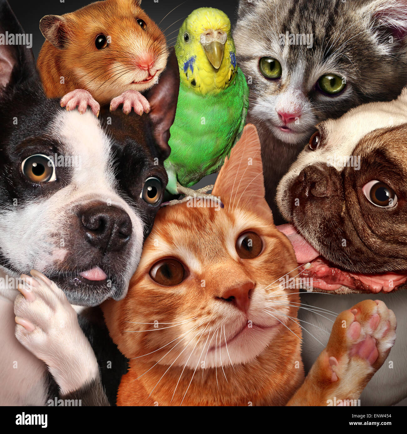 Haustier Gruppenkonzept als Hunde Katzen ein Hamster und Wellensittich versammelt, als Symbol für tierärztliche Versorgung und Unterstützung oder Haustiere Shop Stockfoto