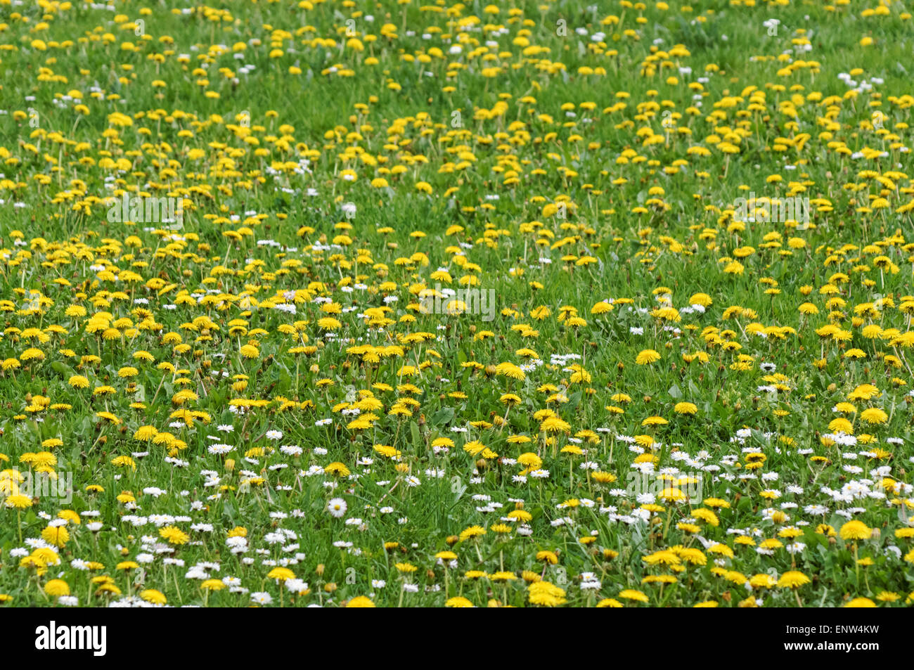 Blühende Löwenzahn und Wildblumen auf grüner Wiese Stockfoto