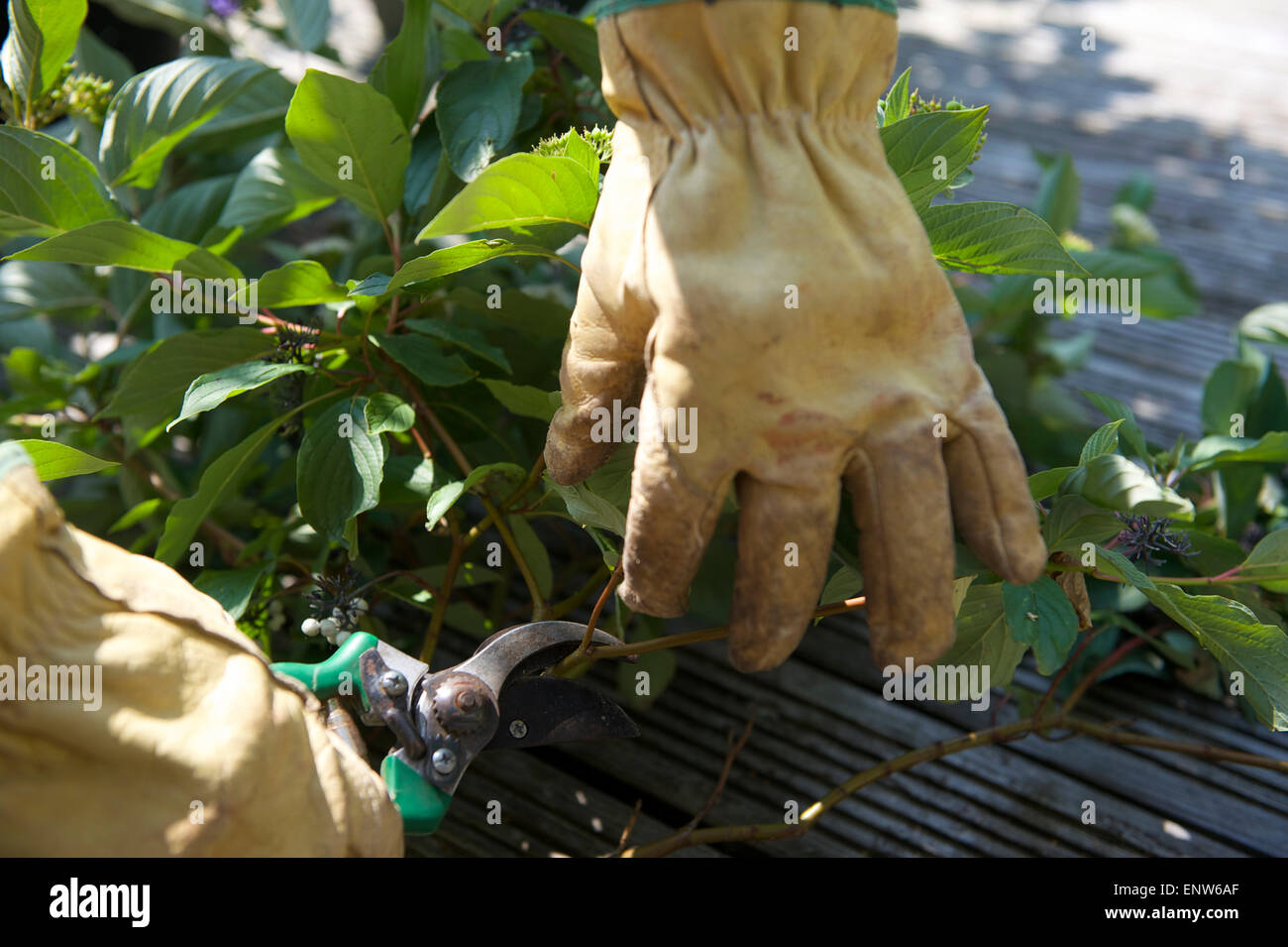 Beschneidung-Anlage zur Therapie im Sommergarten Stockfoto