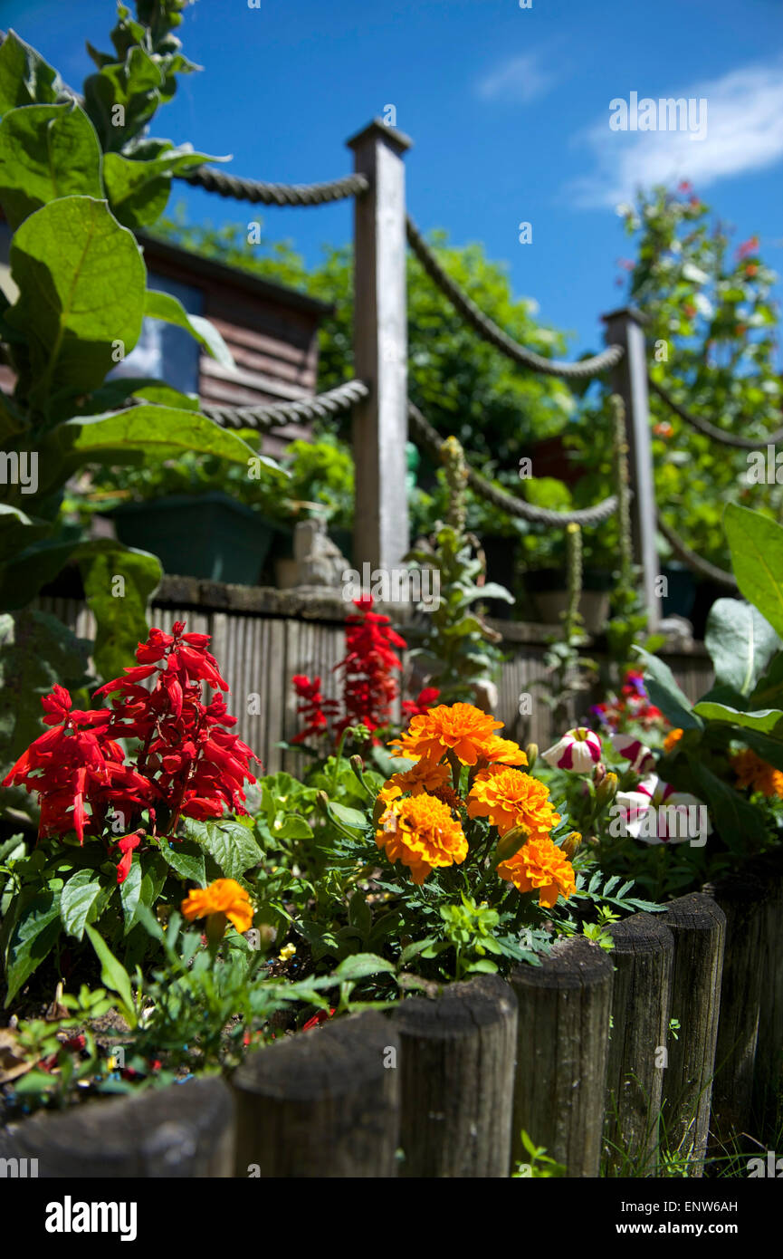 Ringelblumen blühen im englischen Garten Stockfoto