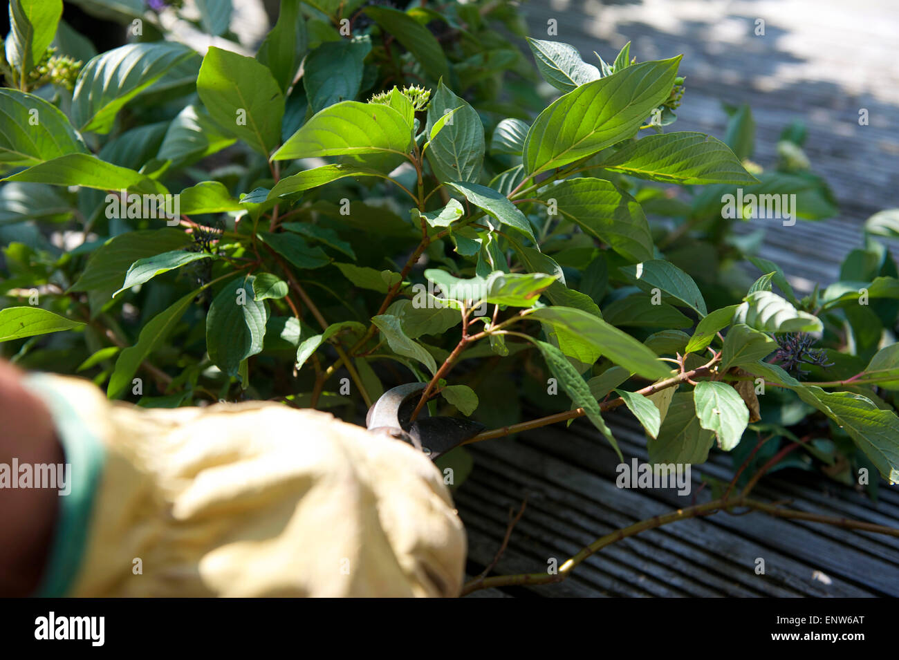 Beschneidung-Anlage zur Therapie im Sommergarten Stockfoto