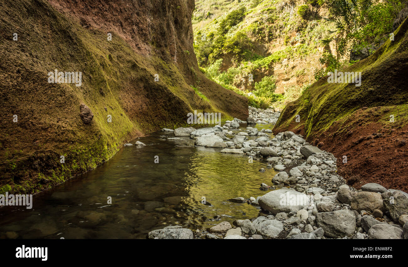 Ein Wasserstrahl in den Laurissilva-Wald, Ponta do Sol, Madeira. Stockfoto