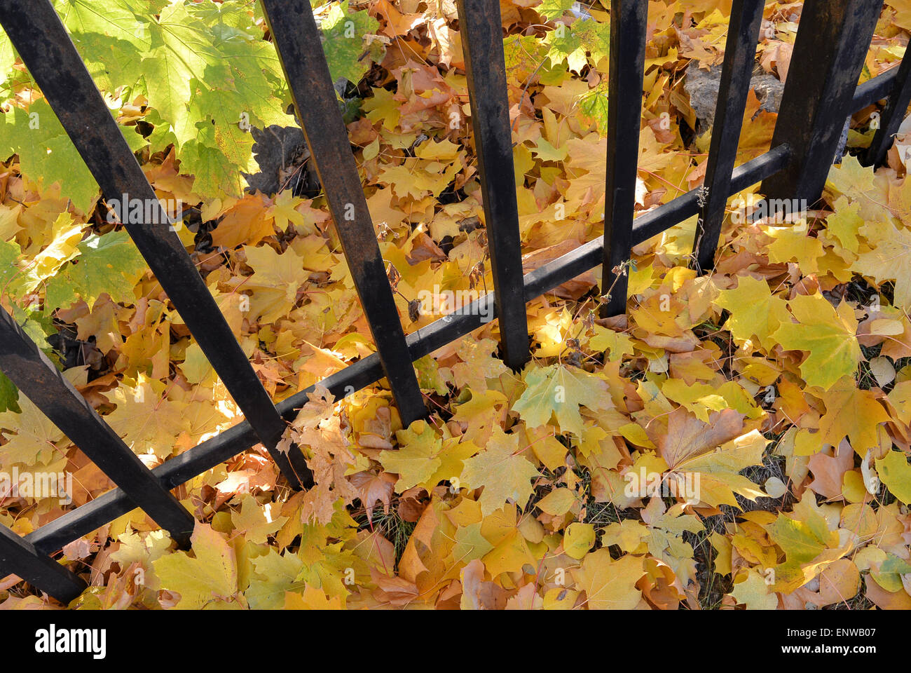 Gelbe Ahornblätter Herbst auf dem Boden unter schwarzem Eisenzaun Stockfoto