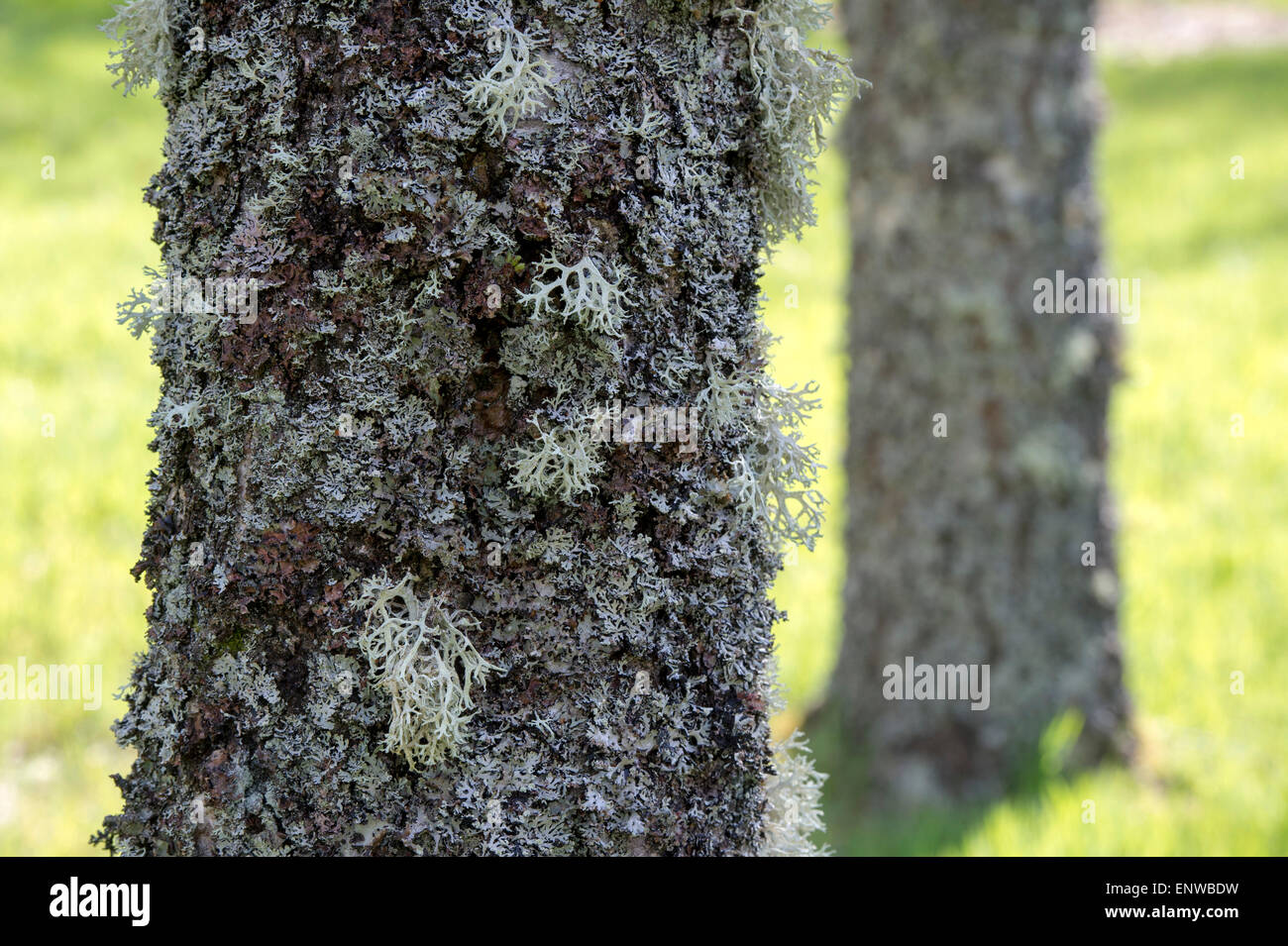 Flechten Sie auf einer Silber-Birke in Schottland. Nicht parasitäre Pflanze wie Organismus Stockfoto