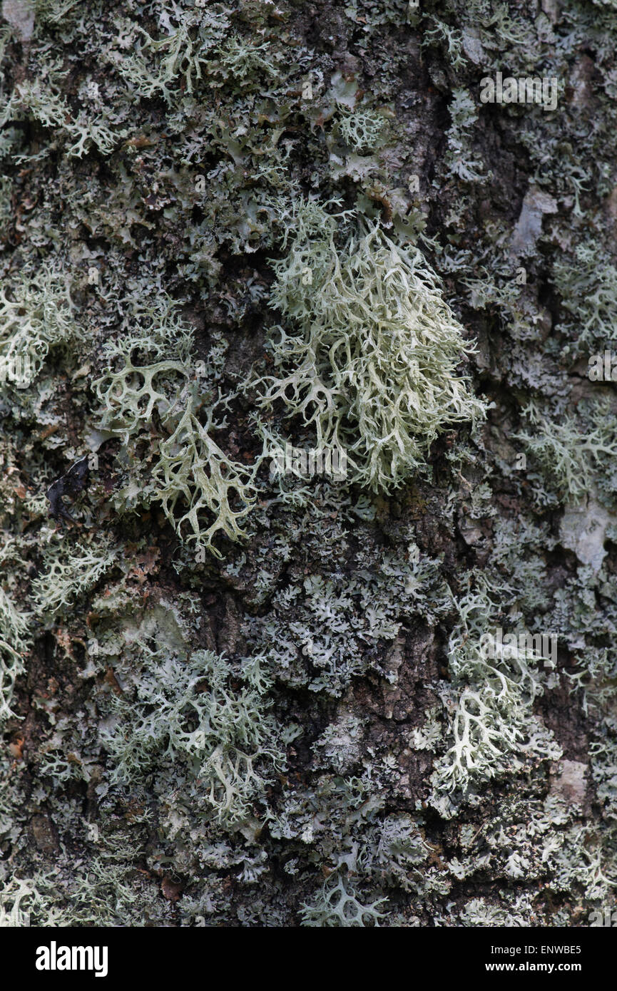 Flechten Sie auf einer Silber-Birke in Schottland. Nicht parasitäre Pflanze wie Organismus Stockfoto