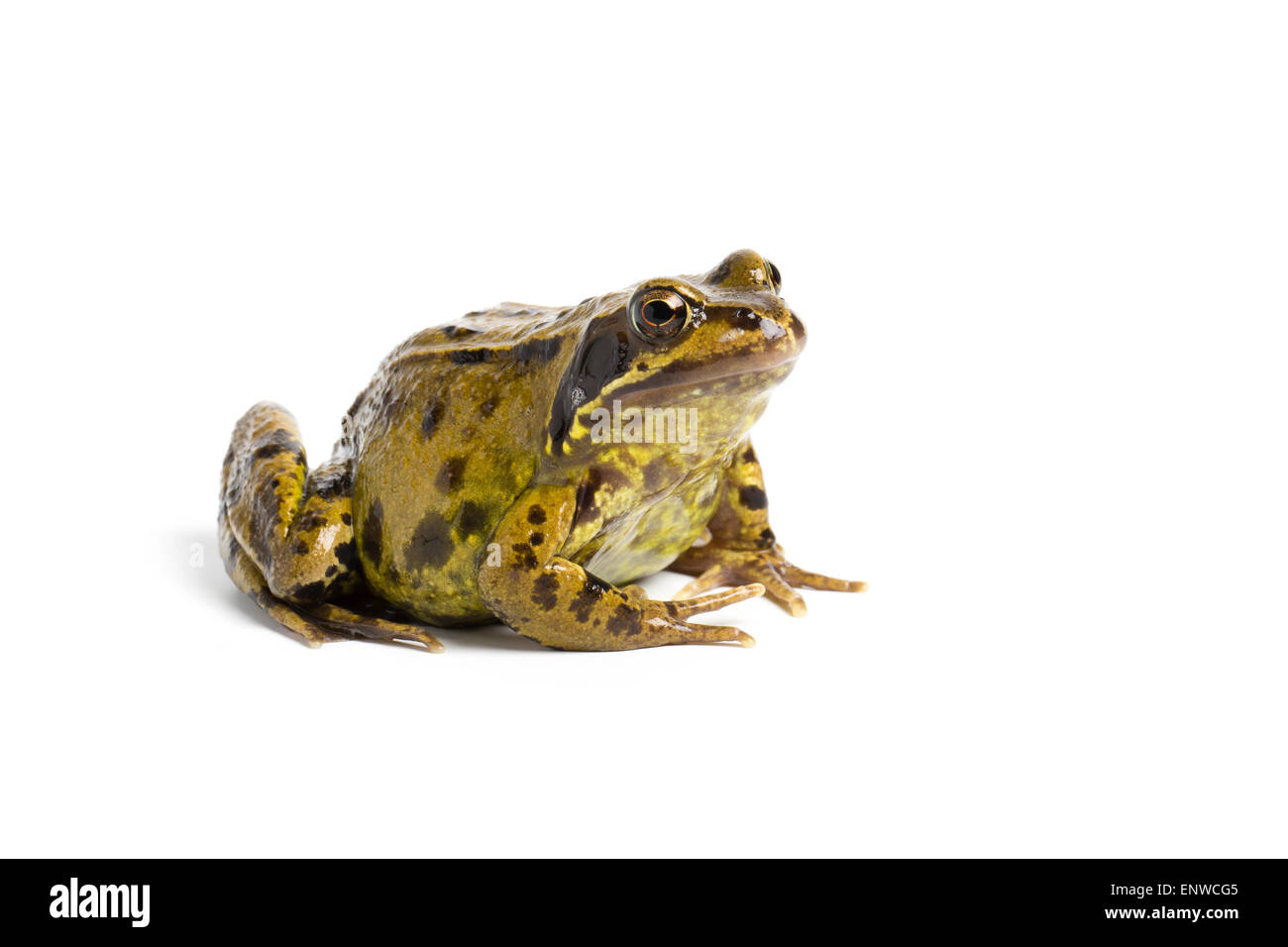 Europäische Grasfrosch, Rana Temporaria, auf weißem Hintergrund Stockfoto