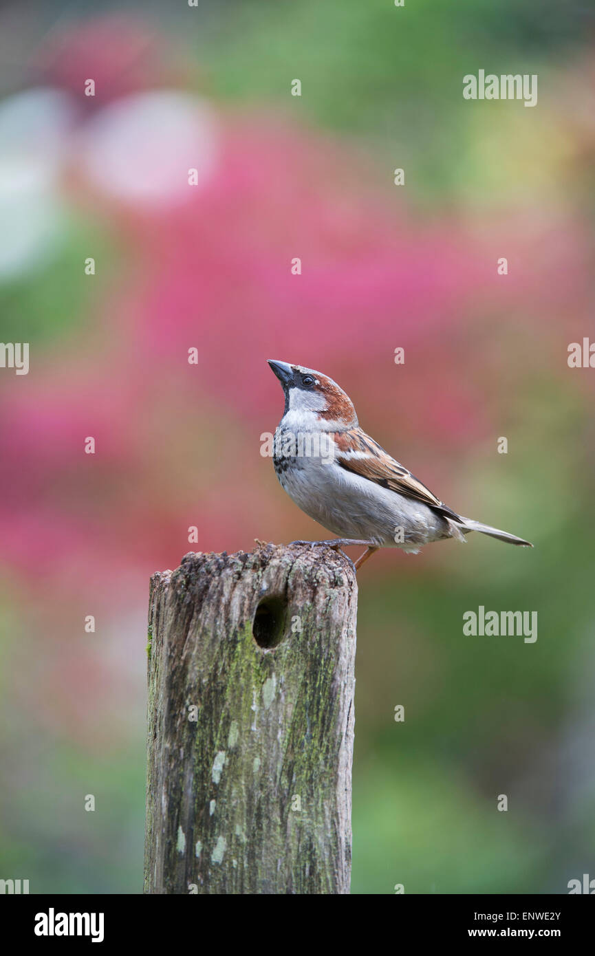 Passer Domesticus. Männlicher Haussperling auf einem hölzernen Pfosten Stockfoto