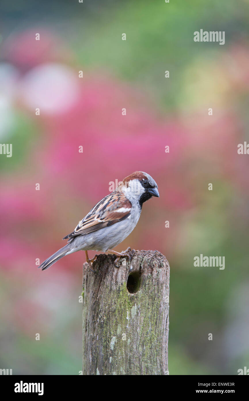 Passer Domesticus. Männlicher Haussperling auf einem hölzernen Pfosten Stockfoto