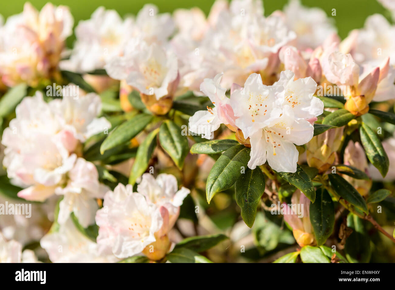 Weiße Rhododendron Strauch in voller Blüte. Flachen Dof, Schwerpunkt Blumen auf der rechten Seite. Stockfoto