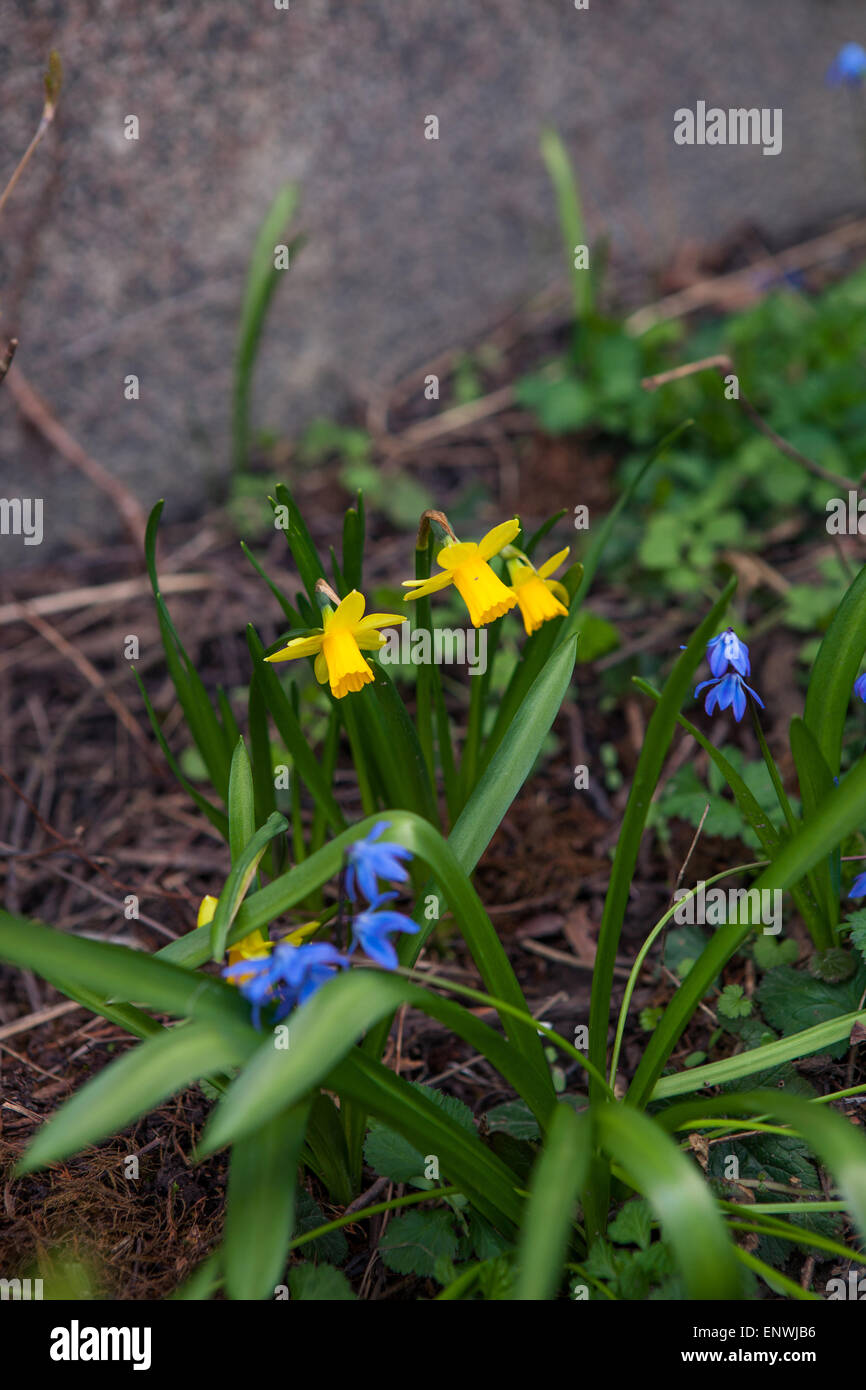 Schöne Frühlingsblumen im Freien in der Natur, Narzissen Stockfoto