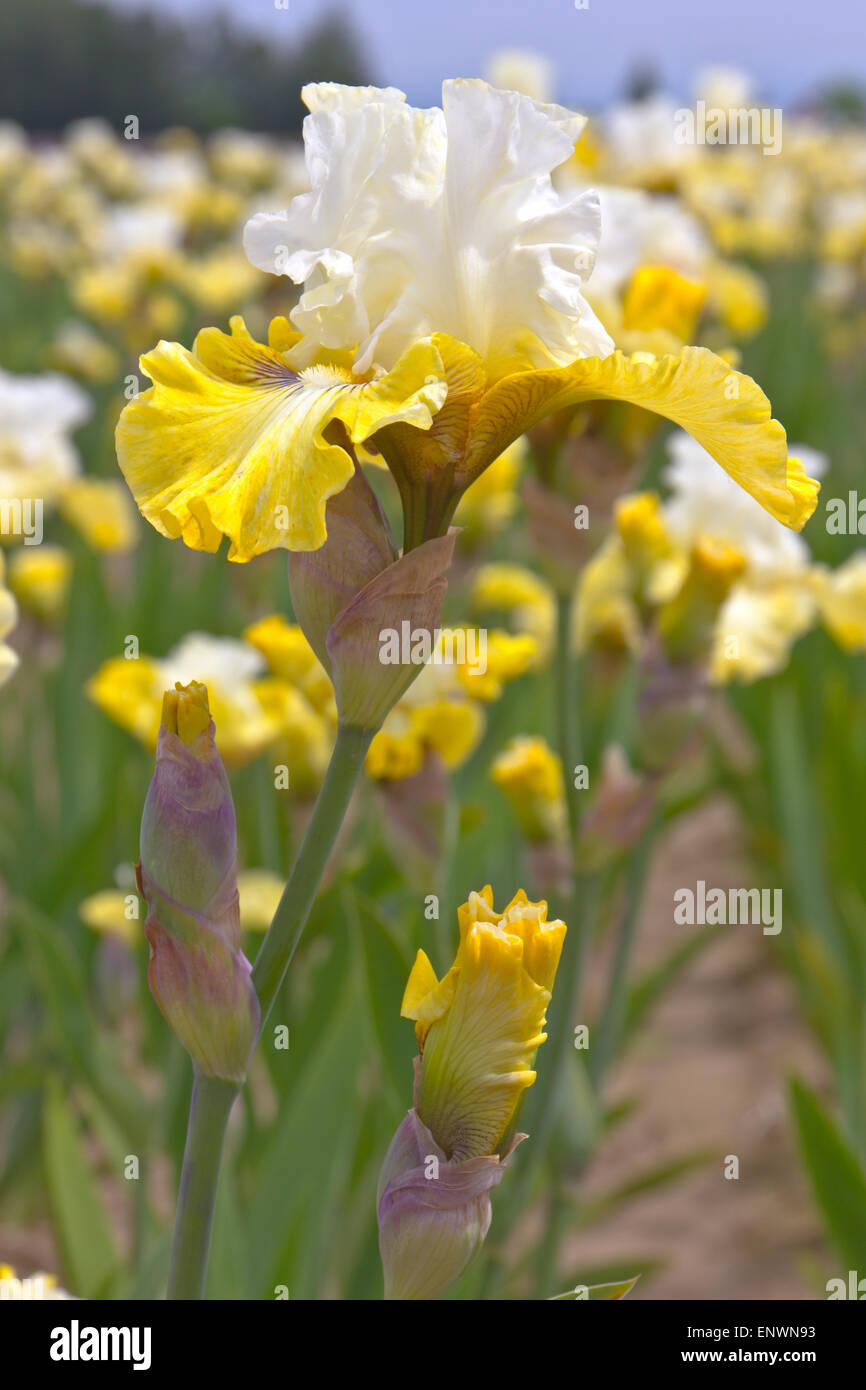 Bereich der Iris Blumen in Keizer Oregon. Stockfoto