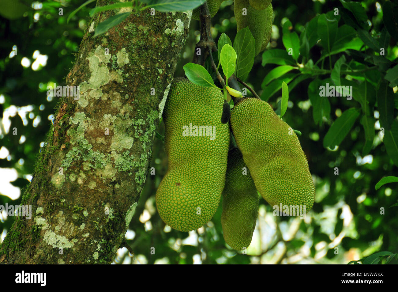Kerala Jack fruit Stockfoto