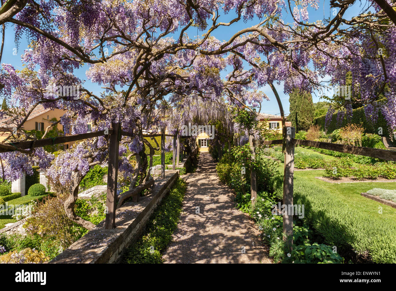 La Foce, Chianciano Terme, Toskana, Italien. Der spektakuläre Blauregen-Pergola in voller Blüte, Frühsommer Stockfoto