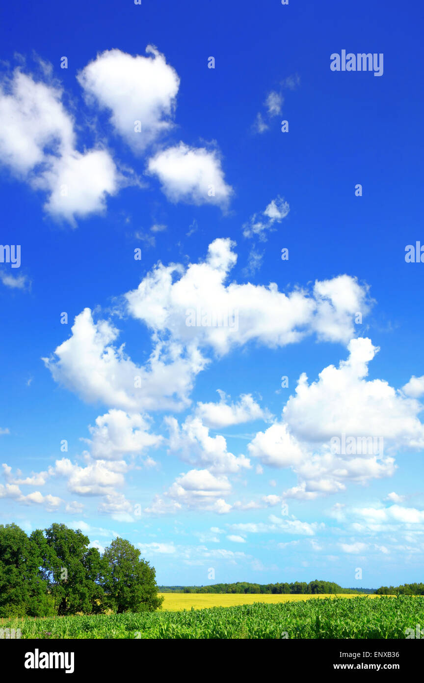 Sommerlandschaft des landwirtschaftlichen Gelände und des Himmels Stockfoto