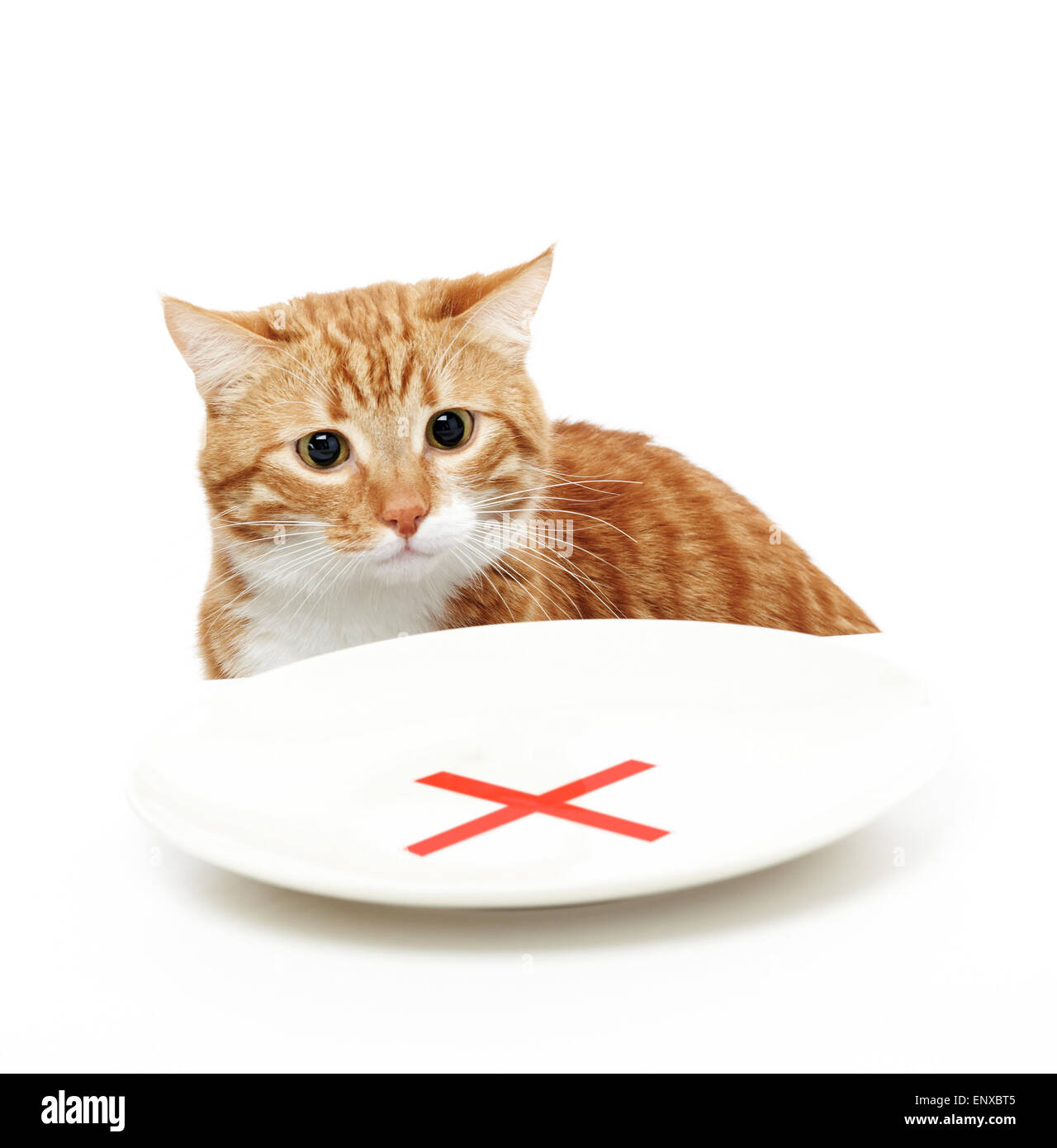 Katze sitzt und schaut auf eine Platte mit einem Verbot Stockfoto