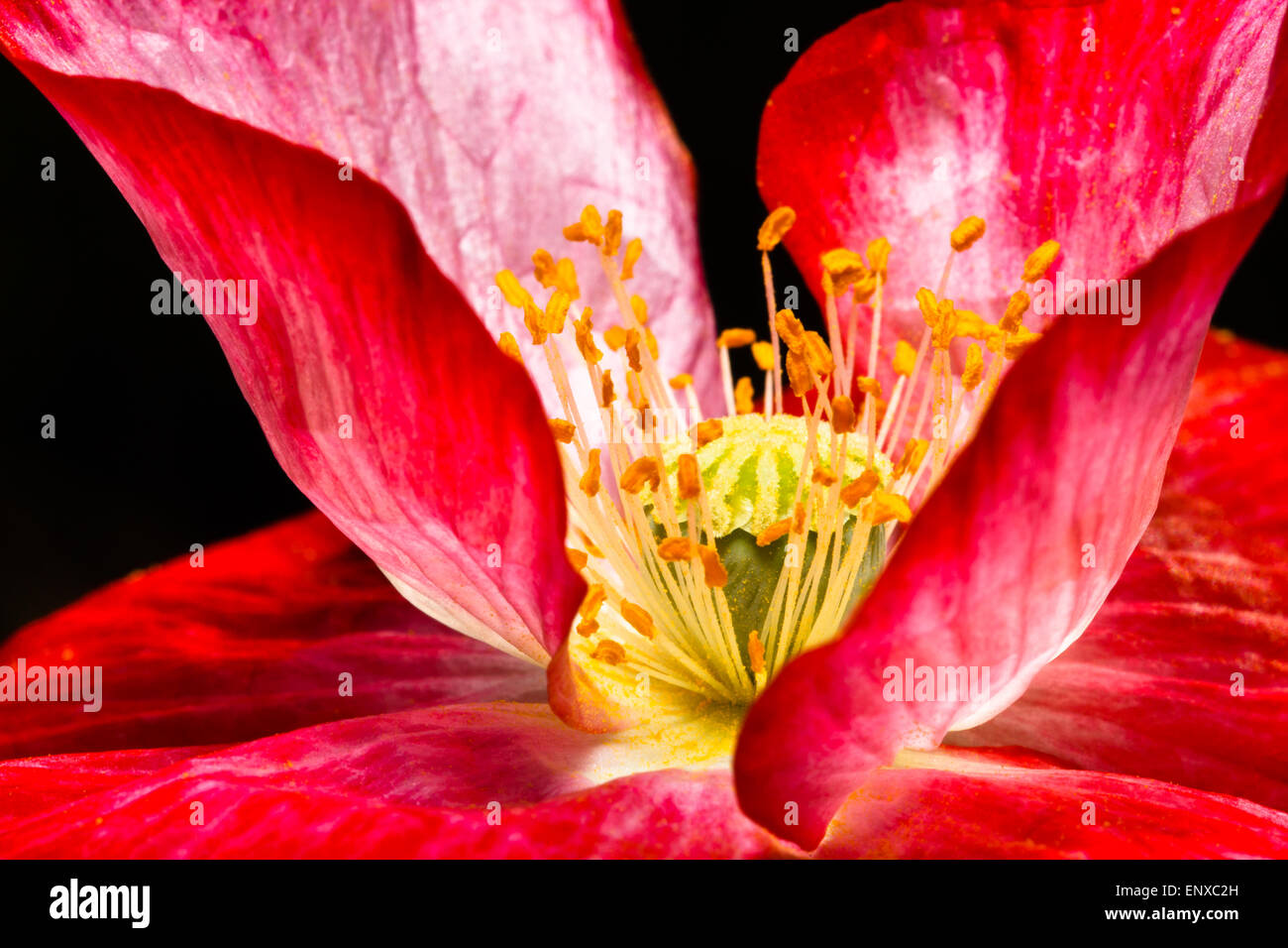Blüte einer roten Mohn Blume Stockfoto