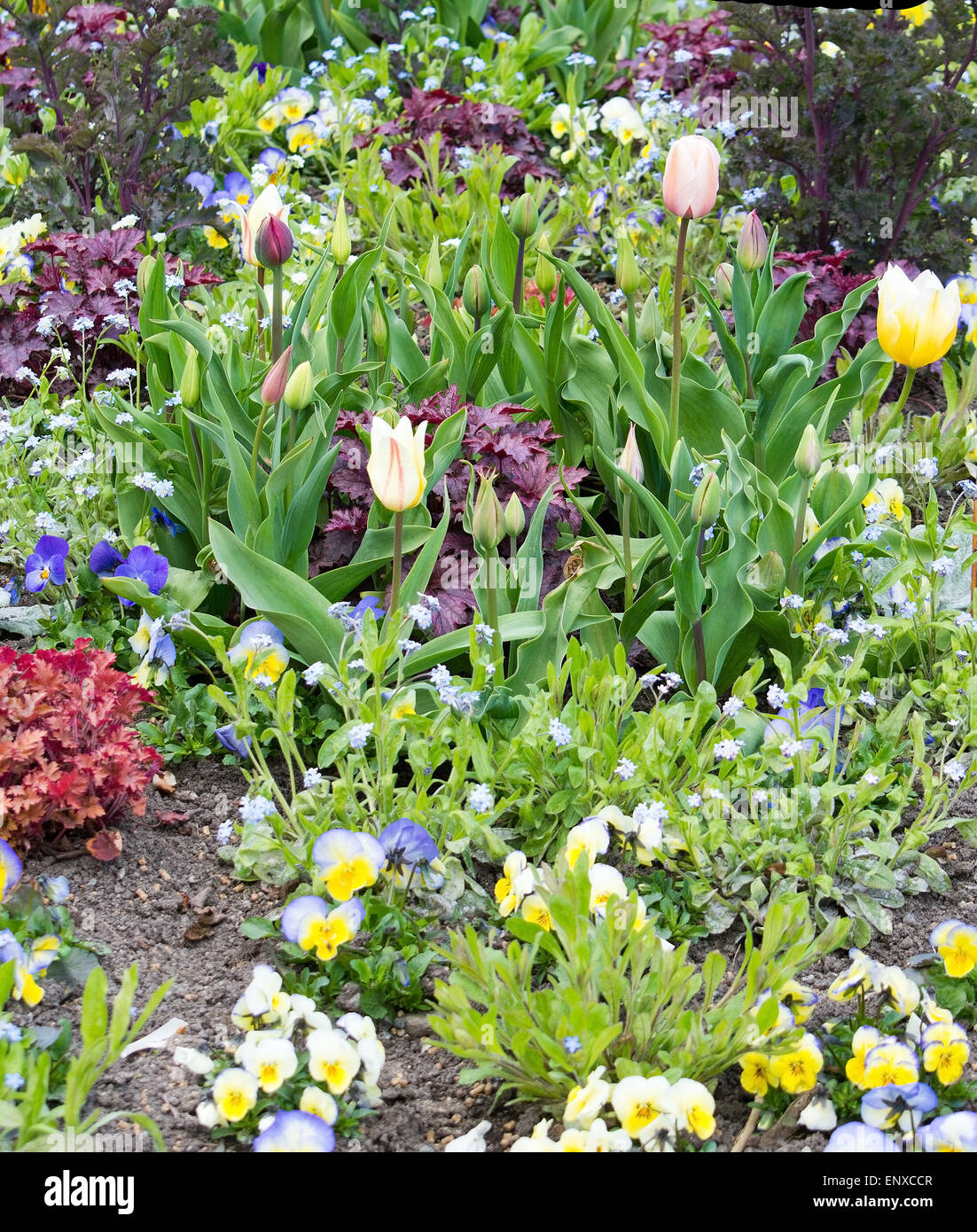 Frühling, das Blumenbeet mit Stiefmütterchen, Vergissmeinnicht und Tulpen im Garten kann, Schweden ziemlich. Stockfoto