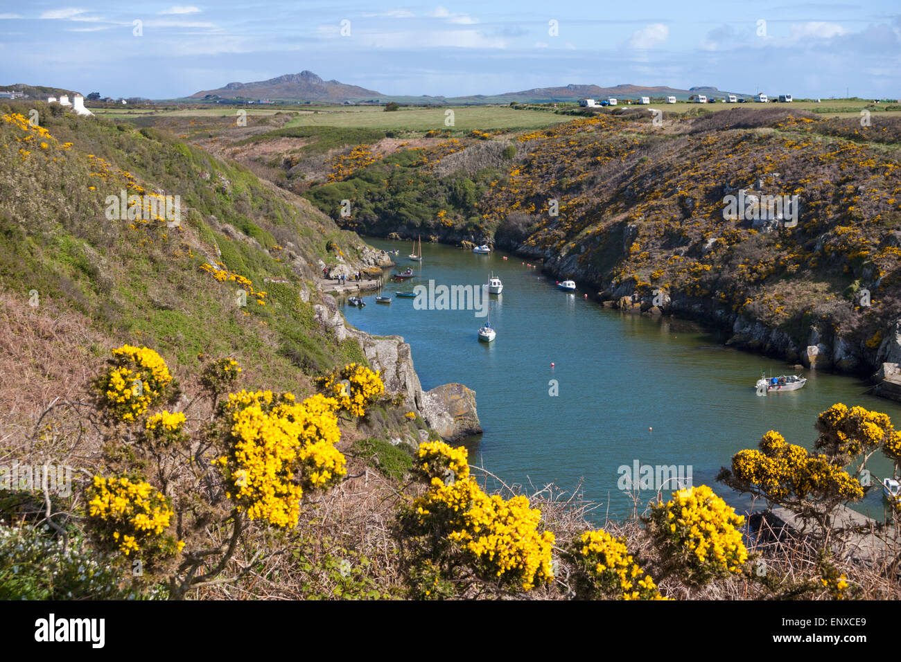 Porthclais Hafen und Landzunge in der Nähe von St Davids im Pembrokeshire Coast National Park, Wales, Großbritannien im Mai Stockfoto