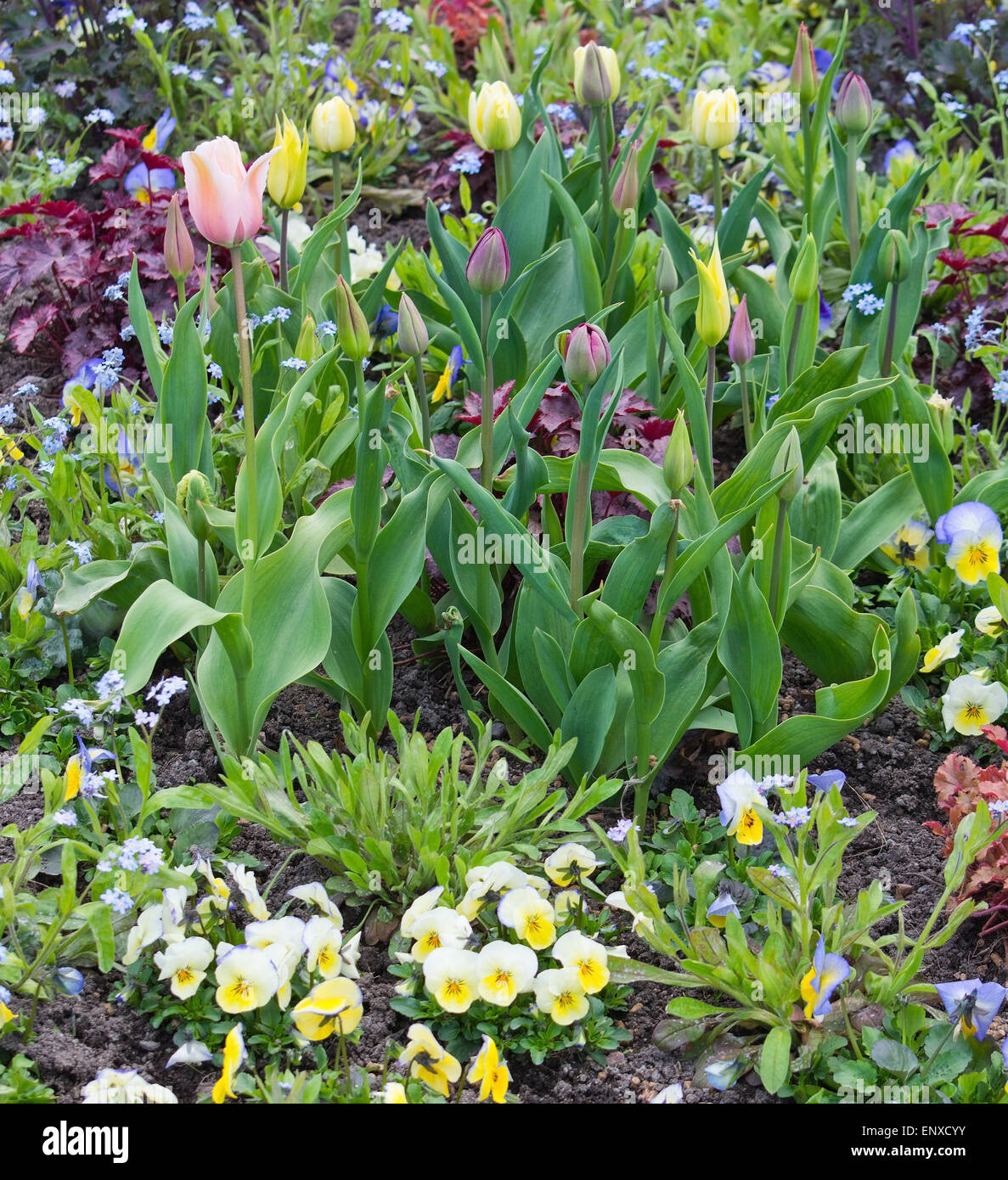 Frühling Blumenbeet mit Stiefmütterchen und Tulpen im Garten kann, Schweden. Stockfoto