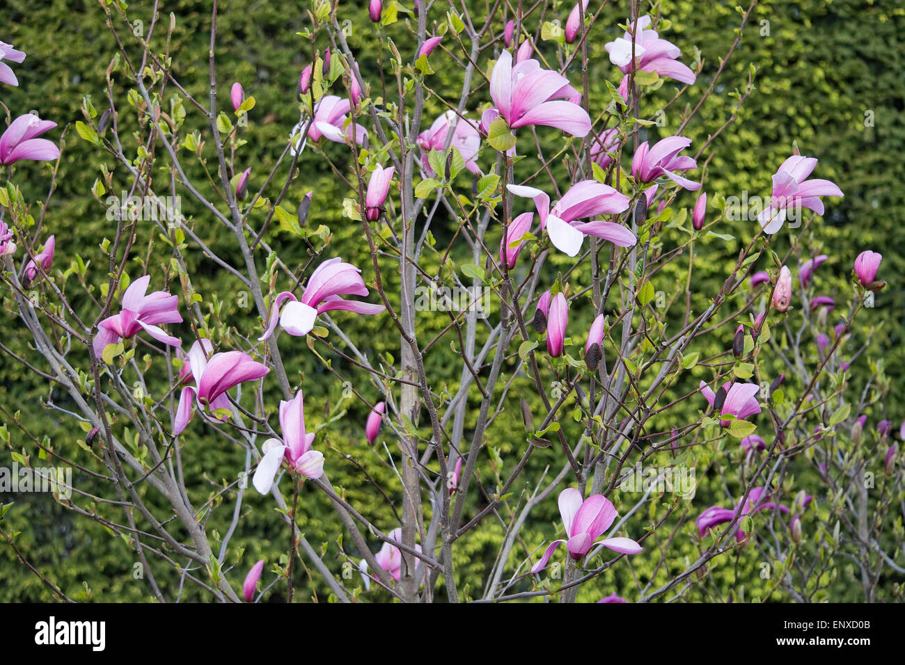 Rosa Magnolie Blüten auf einem Busch im Mai. Stockfoto