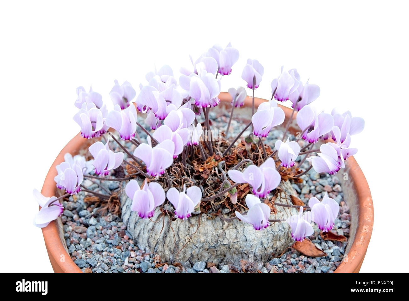 Lila Alpenveilchen-Blüten in Terrakotta-Topf isoliert auf weiss. Stockfoto