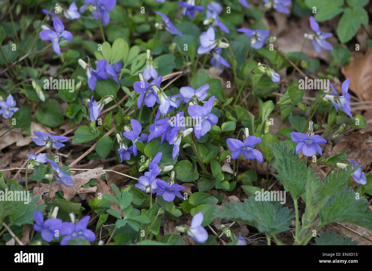 Lila Veilchen im Blumenbeet im Mai, Schweden. Stockfoto