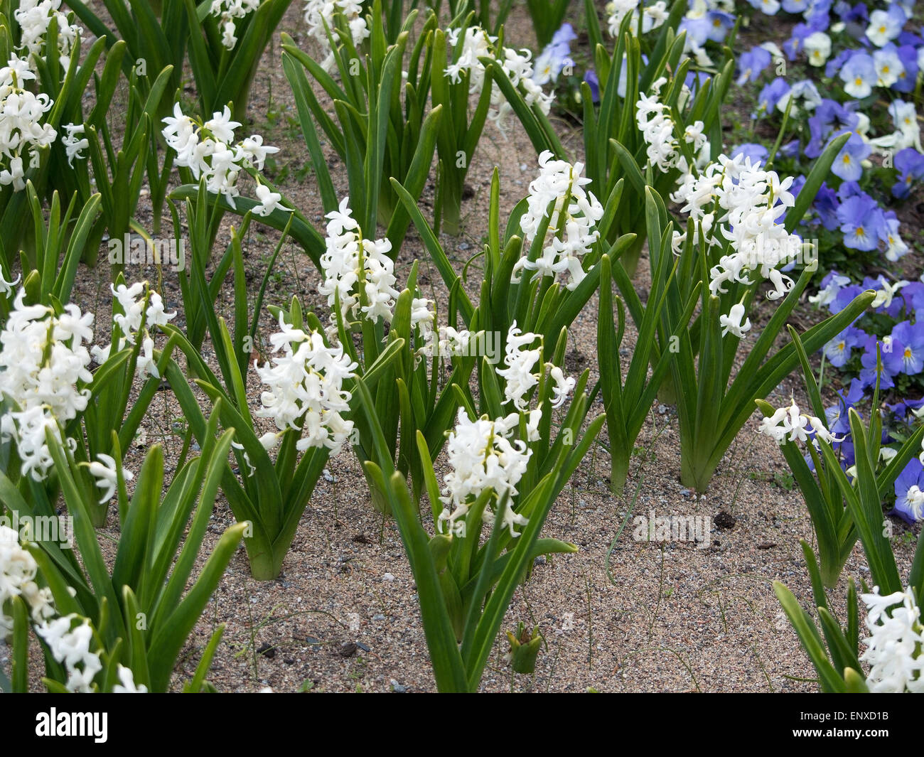 Weiße Hyazinthen im Blumenbeet im Mai, Schweden. Stockfoto