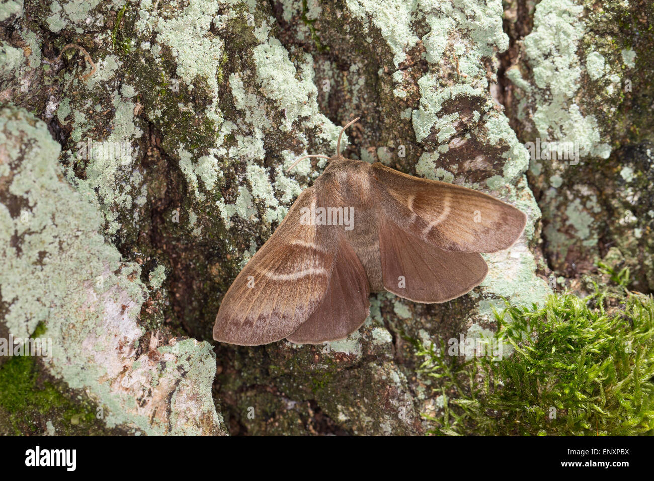 Fox Moth, Brombeerspinner, Brombeer-Spinner, Macrothylacia Rubi, Glucken, Lasiocampidae Stockfoto