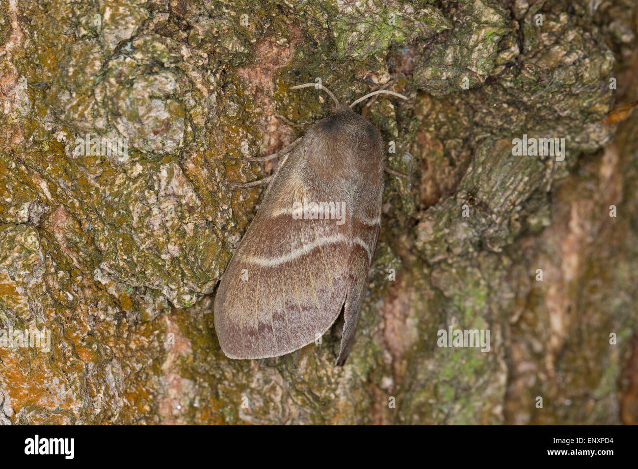 Fox Moth, Brombeerspinner, Brombeer-Spinner, Macrothylacia Rubi, Glucken, Lasiocampidae Stockfoto