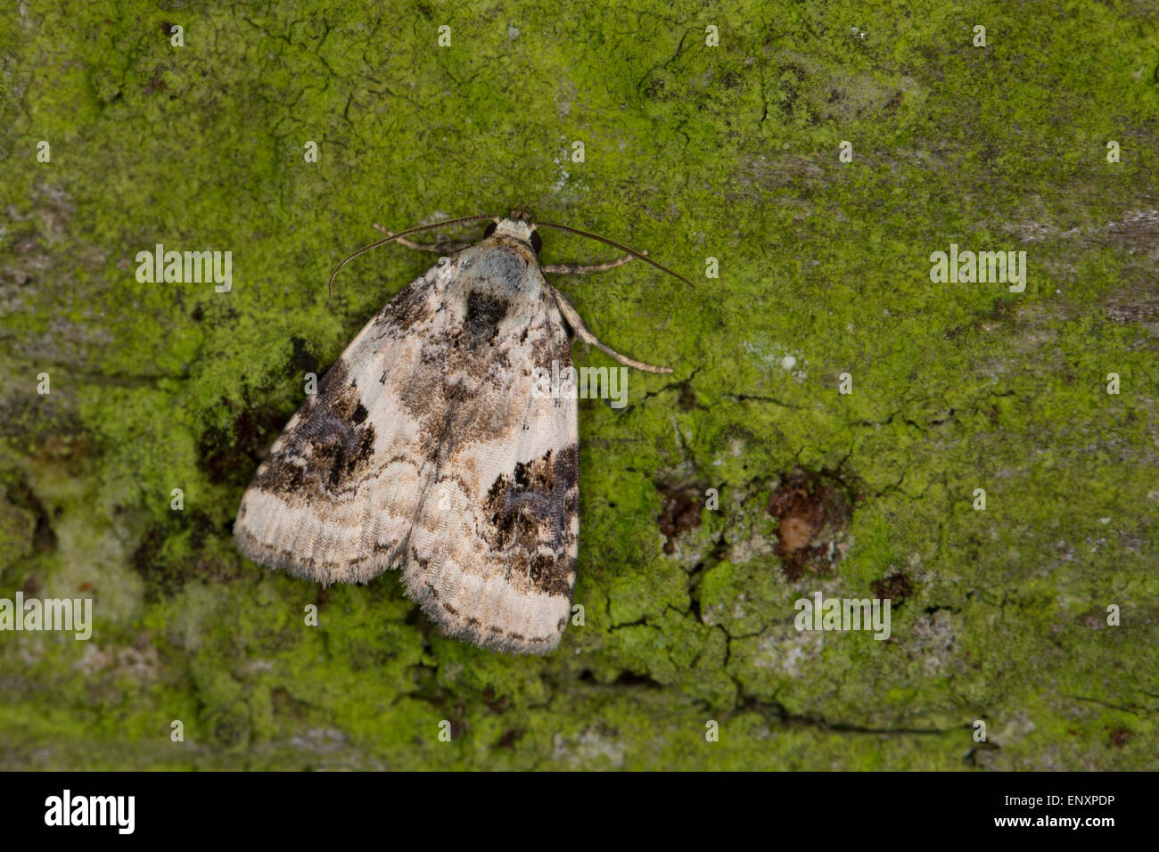 Glänzende Marbled, Dreieck-Grasmotteneulchen, Weißlichgraue Grasmotteneule, Pseudeustrotia Candidula Eustrotia candidula Stockfoto