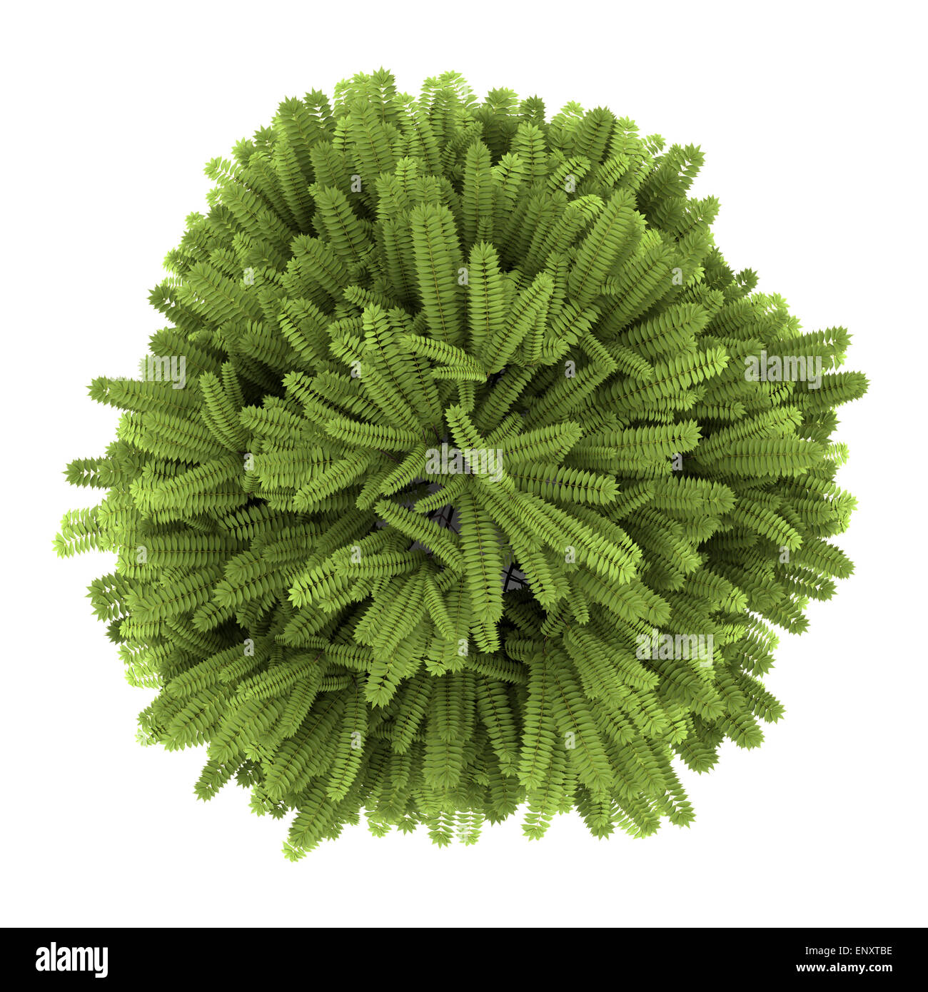 Draufsicht des Staghorn Sumach Bush isoliert auf weiss Stockfoto Draufsicht des Staghorn Sumach Bush isoliert auf weiss Stockfoto