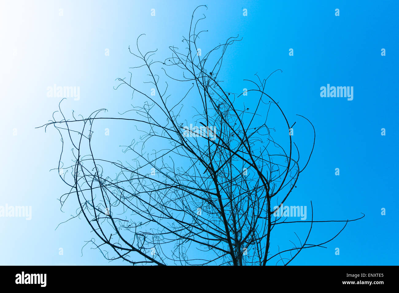 Getrocknete Baum am blauen Himmel Stockfoto