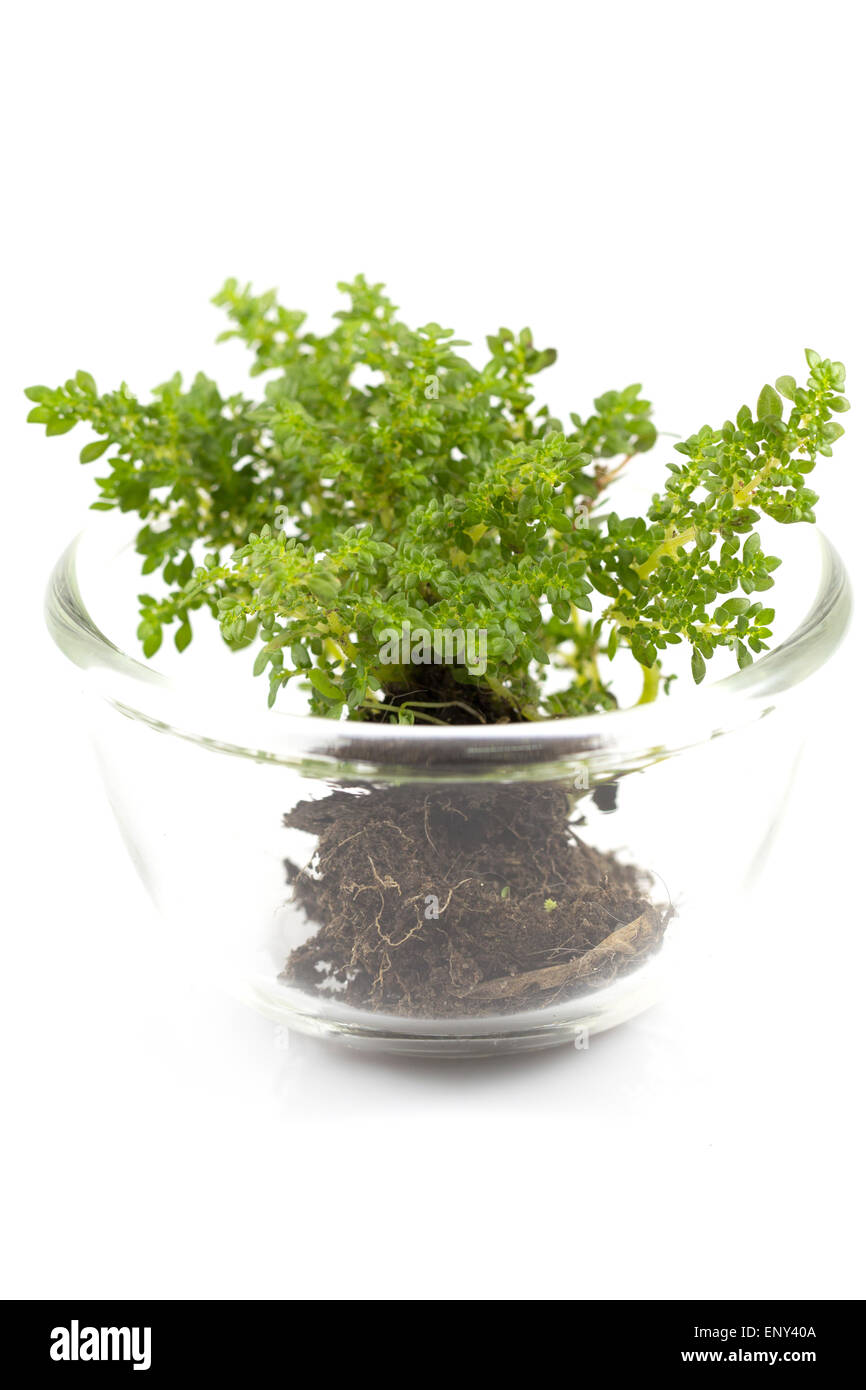 Kleiner Baum in Glasschale in weißen Hintergrund isoliert Stockfoto