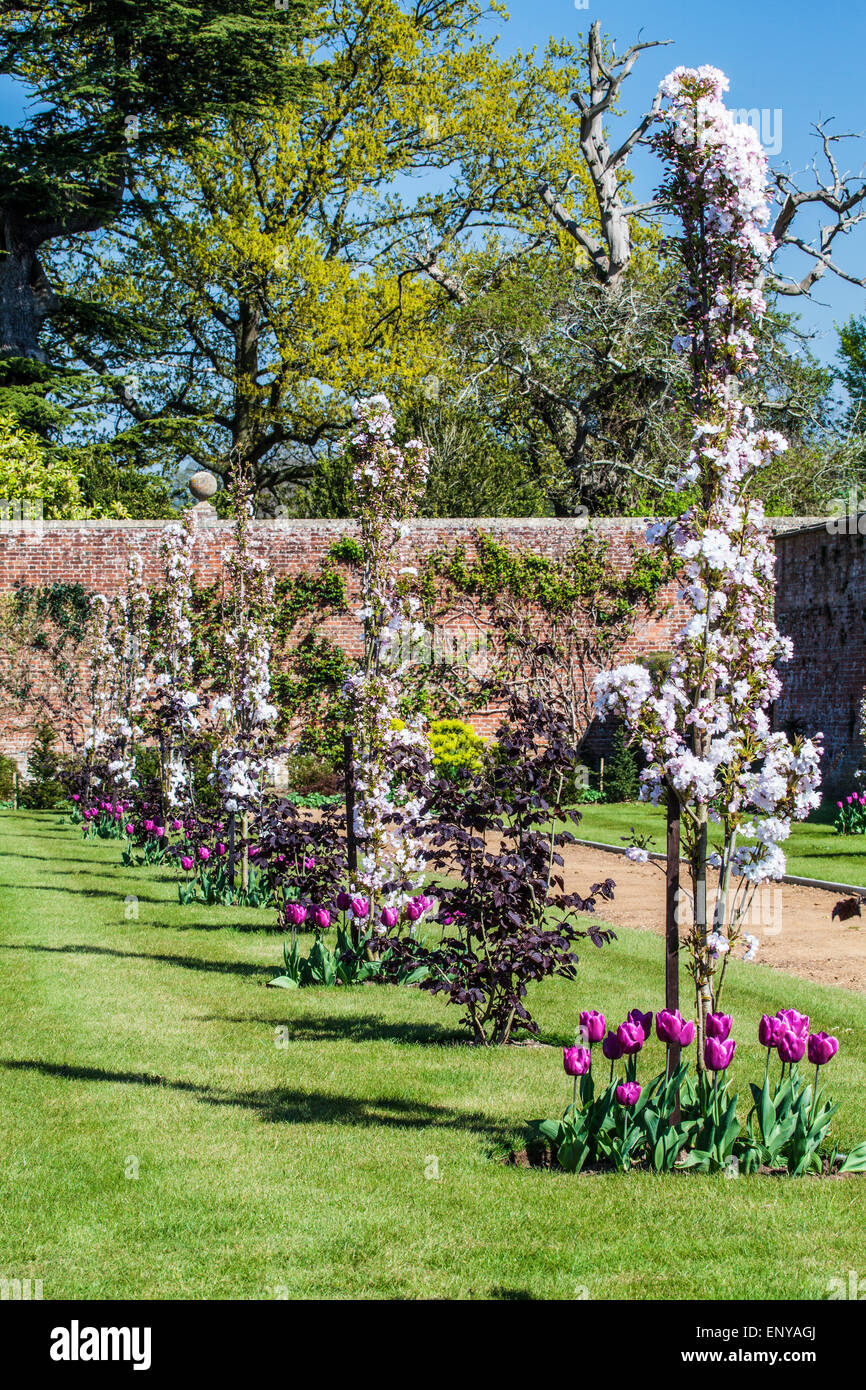 Kirschblüte und Tulpen entlang der Hazel Walk im privaten ummauerten Garten im Bowood House in Wiltshire. Stockfoto