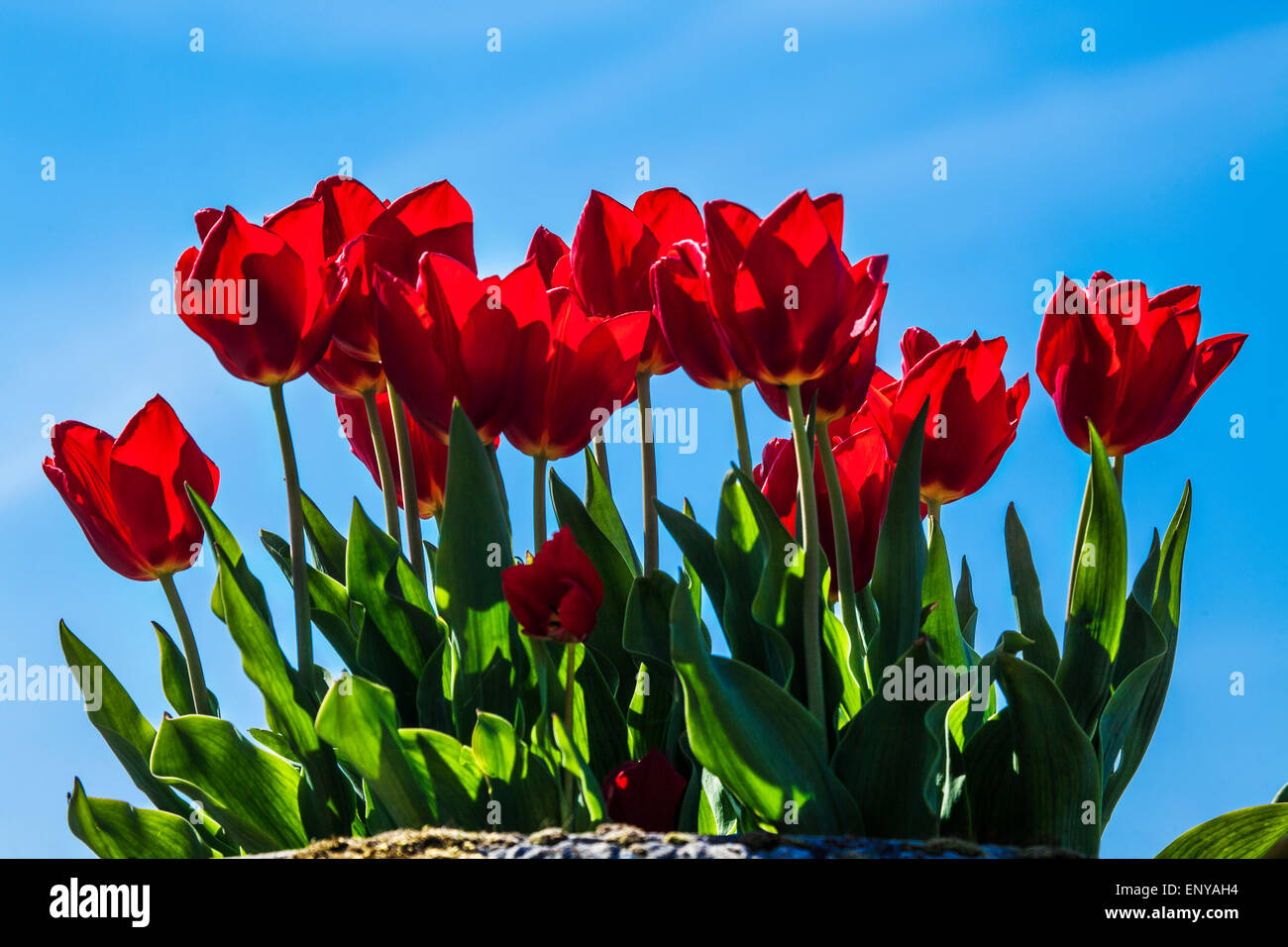 Rote Tulpen wachsen in einem Container vor einem blauen Himmel im privaten ummauerten Garten im Bowood House in Wiltshire. Stockfoto