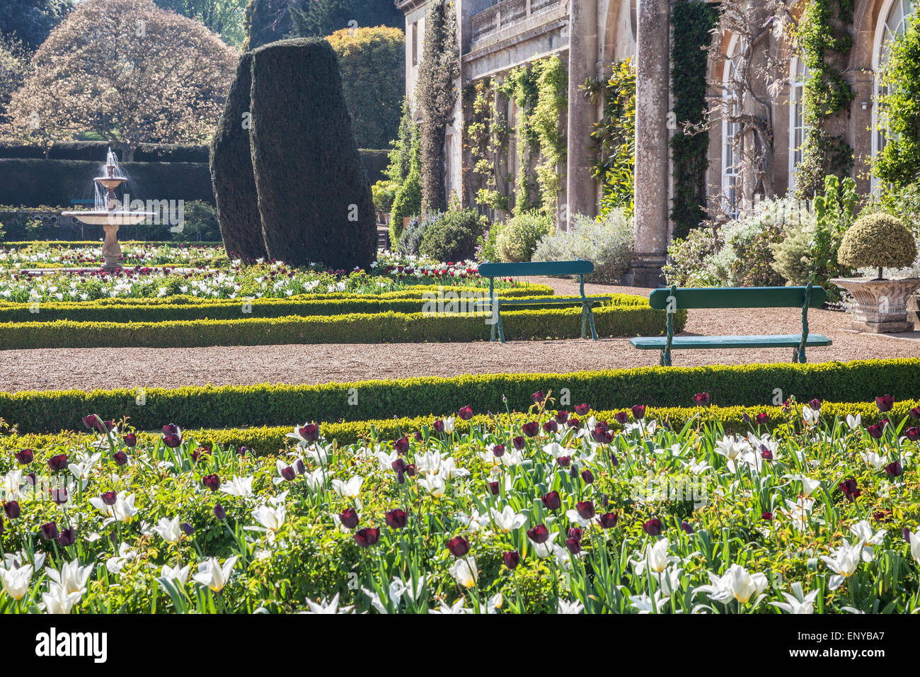 Tulpen auf der Terrasse des Bowood House in Wiltshire. Stockfoto