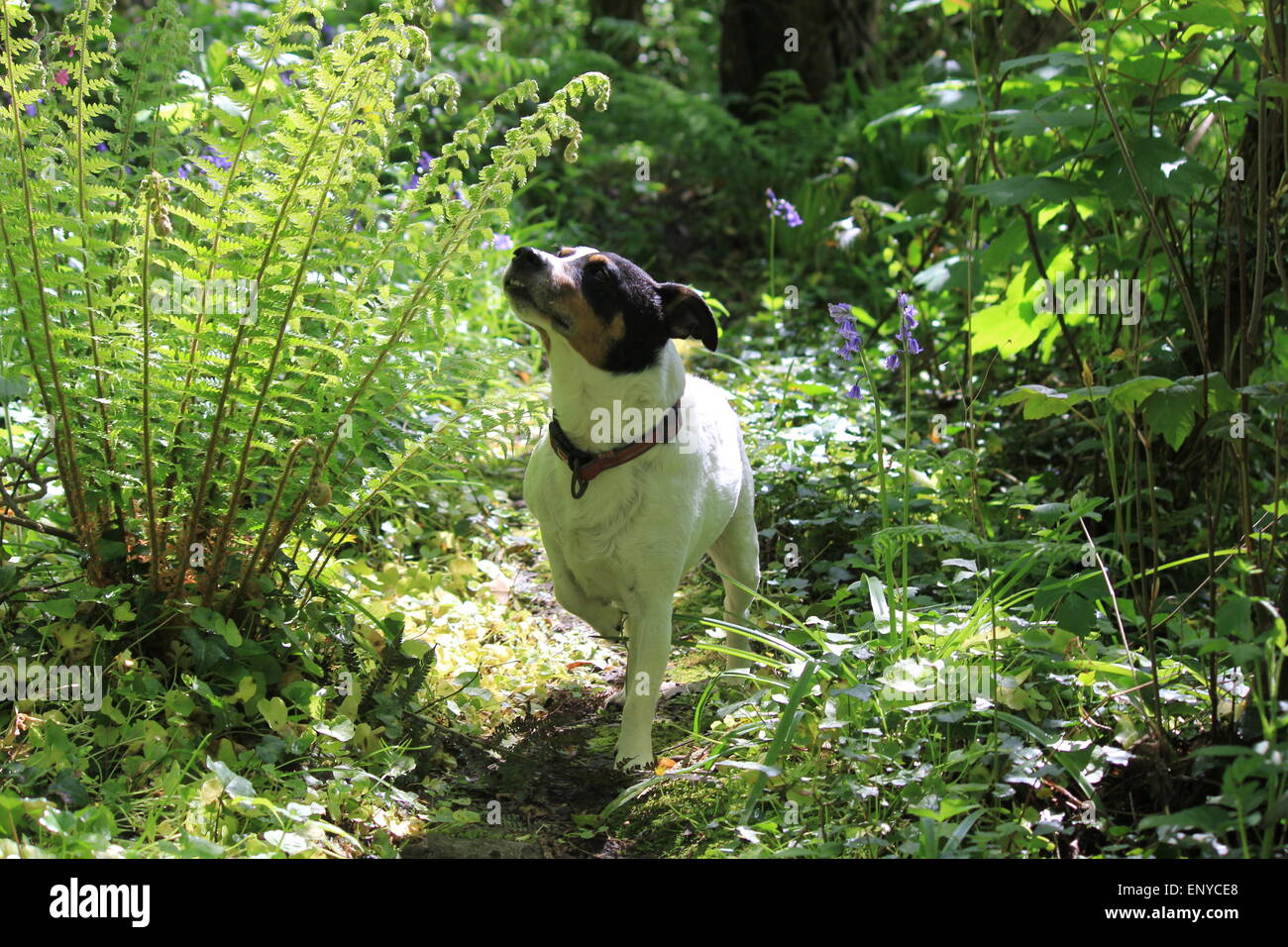Eine Jack Russell Terrier fragt sich, ob Wald Stockfoto