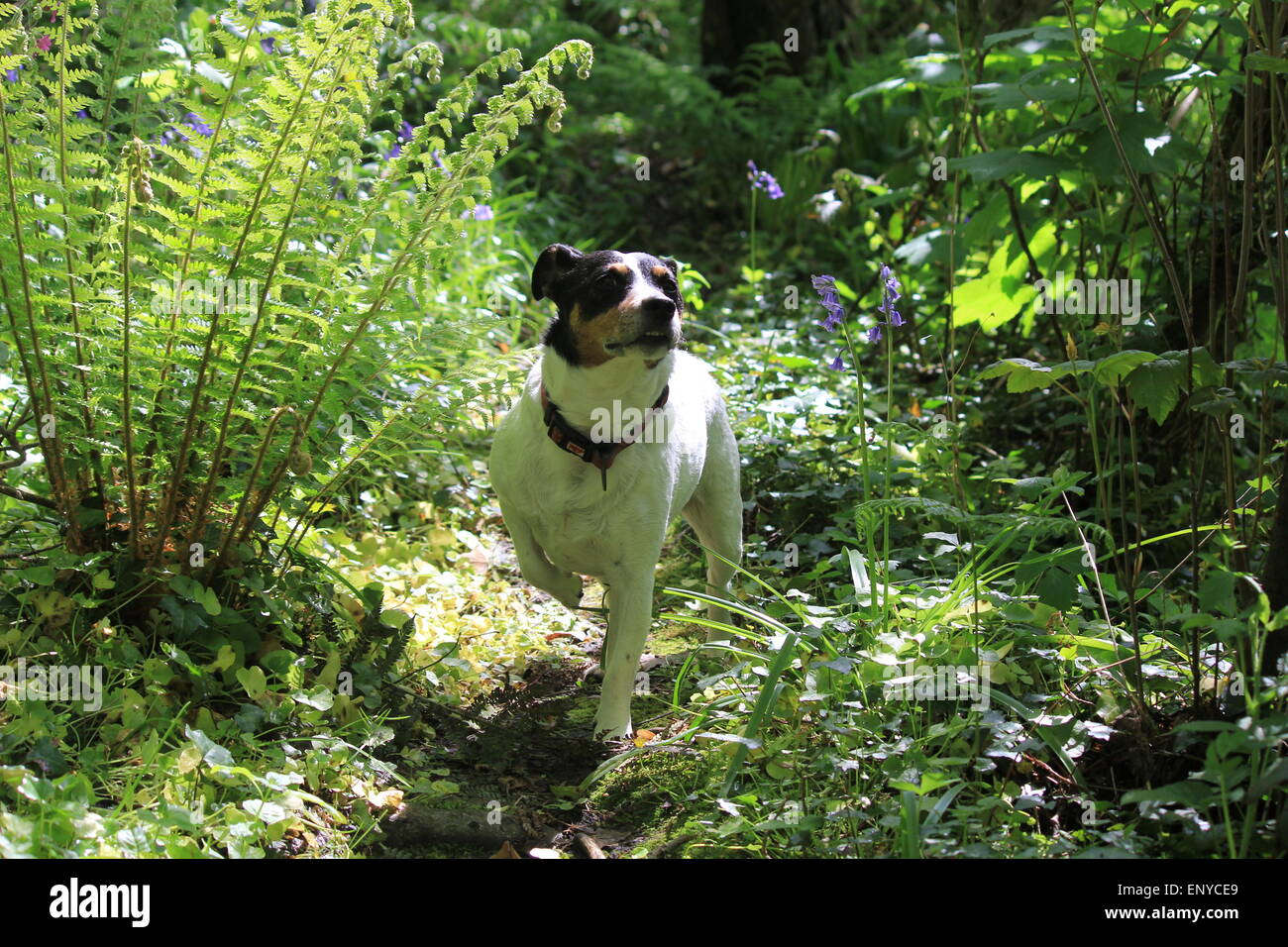 Eine Jack Russell Terrier fragt sich durch den Wald Stockfoto