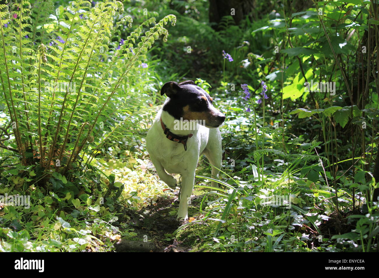 A Buchse Russell Terrier fragt sich durch den Wald Stockfoto