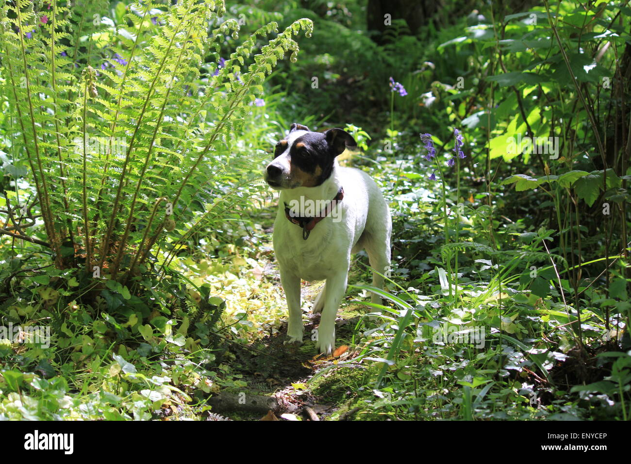 ein Jack Russell Terrier fragt sich durch den Wald Stockfoto