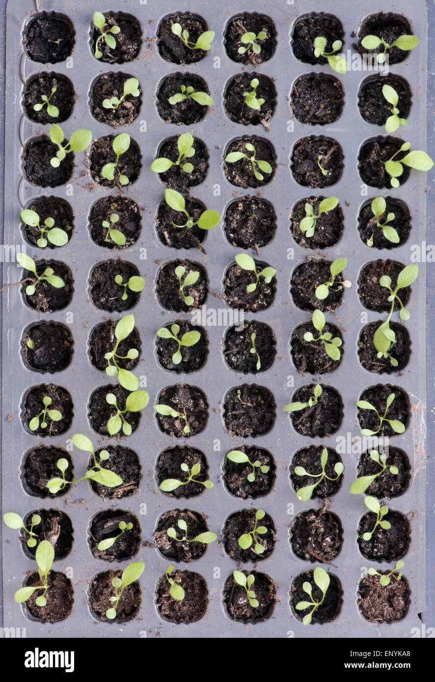 Rudbeckia-Sämlinge in einem Kunststoff Anzuchtkasten Stockfoto
