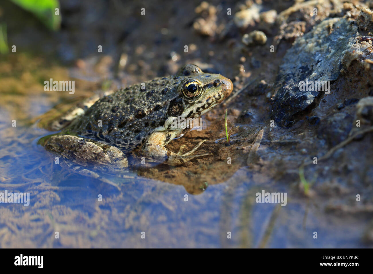 Bedriaga Frosch (außer Bedriagae) Stockfoto