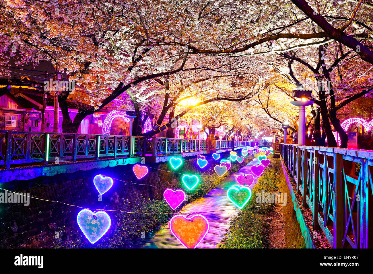 Kirschblüten in der Nacht, Stadt Busan in Südkorea Stockfoto