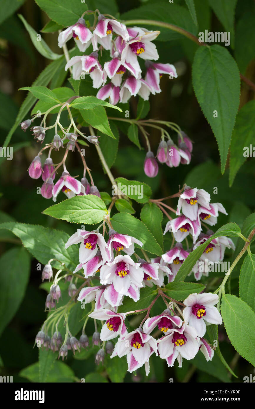 Frühe Sommerblumen von hardy Strauch, Deutzie 'Dark Eyes' Stockfoto
